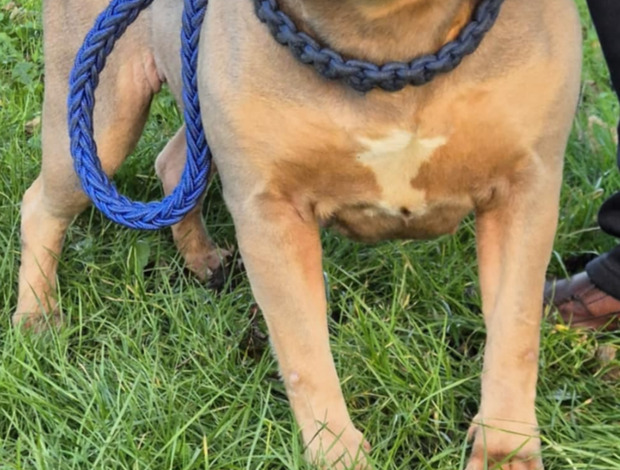 American Bulldog XL American Bully for sale