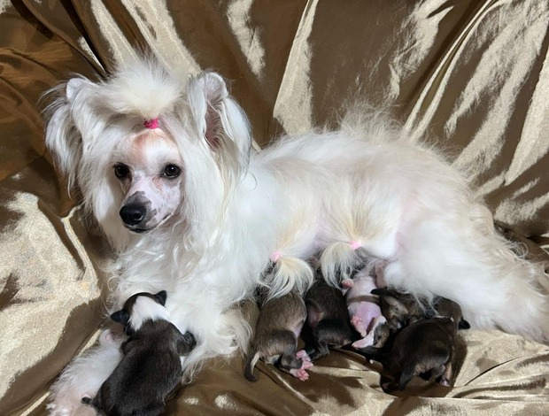 Chinese Crested Dog Chinese Crested Puppies - Reservations
