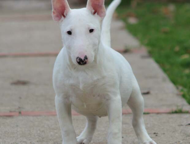Bull Terrier (Miniature) Mini Bull Terrier puppies