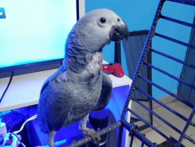 African Grey Parrot African grey parrots for adoption
