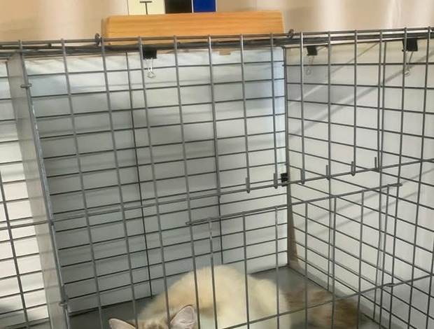 Ragdoll ragdoll kittens for sale