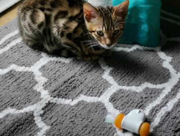 Bengal Super Playful Funny Bengals