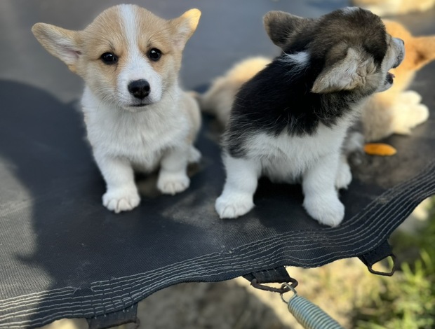 Welsh Corgi, Pembroke Welsh Corgi Pembroke puppies