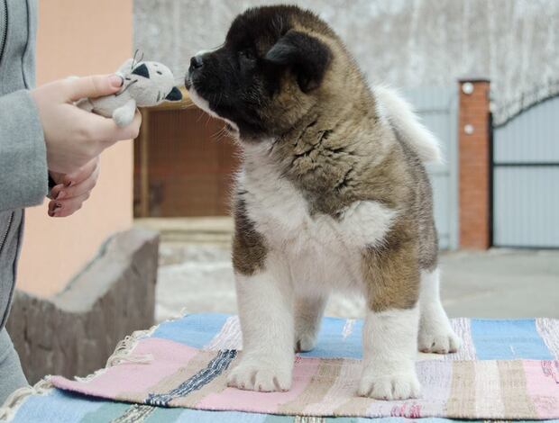 American Akita Cute And Adorable American Akita Puppies For Rehoming