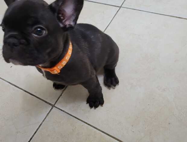 French Bulldog TOP QUALITY French Bulldogs exotic & rare