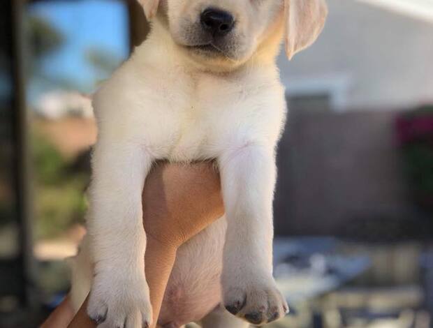 Labrador Retriever Beautiful Purebred Labrador Retriever Puppies Ready for new home