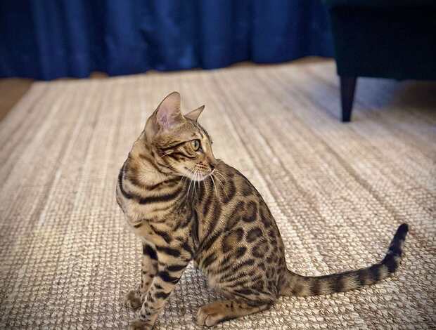 Bengal Bengal Kittens for sale
