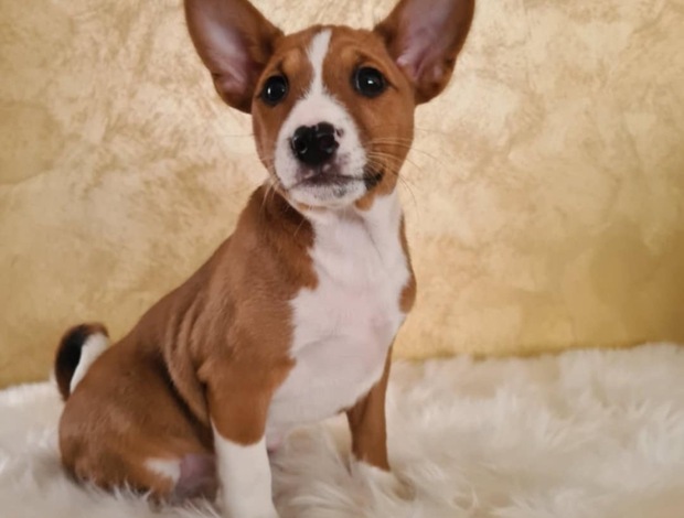 Basenji Basenji puppies