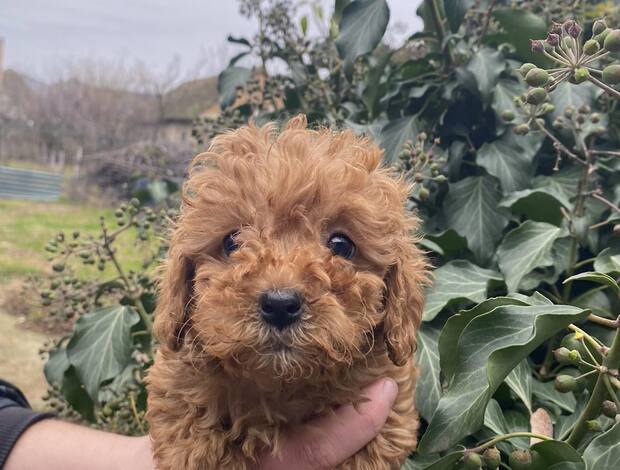 Poodle Toy Poodle puppies