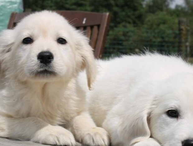 Golden Retriever Golden Retriever Puppies