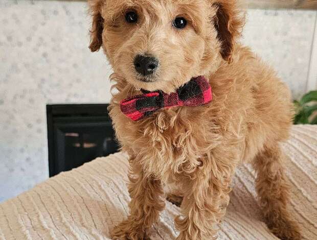 Golden Retriever Healthy Miniature Goldendoodle Puppies Available for Adoption