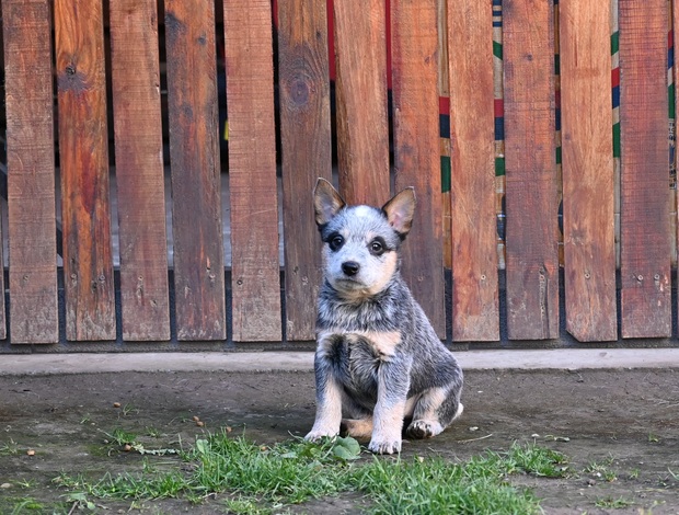 Australian Cattle Dog Australian cattle dog puppies