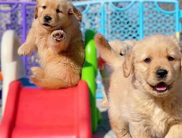Golden Retriever Purebred Golden Retriever puppies For Sale.  470-673-7509