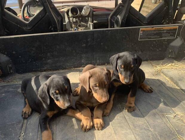 Doberman Pinscher Chrismas Healthy Doberman Pinscher Puppies ready to go now