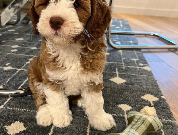 Labrador Retriever F1b Red Labradoodle Puppies