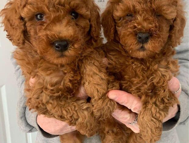 Poodle Potty Trained Toy Poodle Puppies