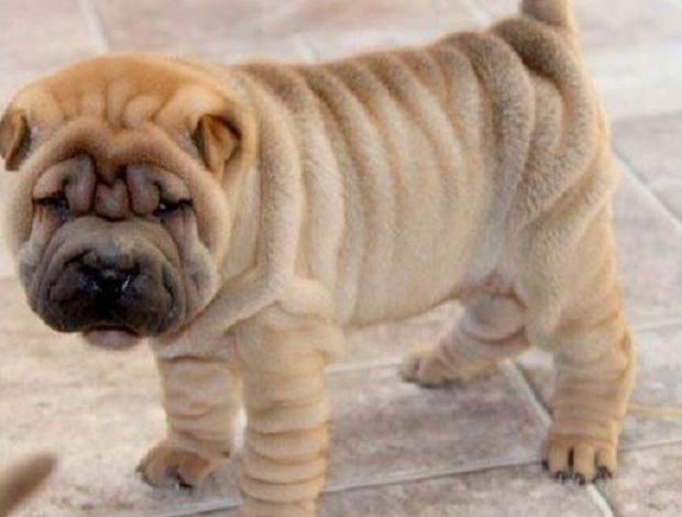 Shar Pei Beautiful Shar Pei Puppies