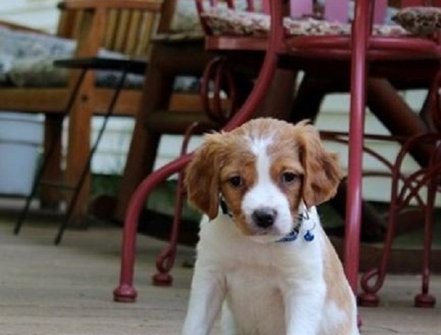 Brittany Adorable Brittany Spaniel puppies male and female puppies available