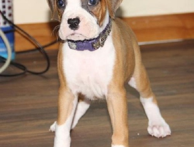 Boxer Home Trained Boxer Puppies For Sale 470-673-7509