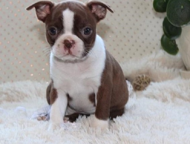 Boston Terrier X-MASS Gorgeous Boston Terrier Puppies For Sale 470-673-7509