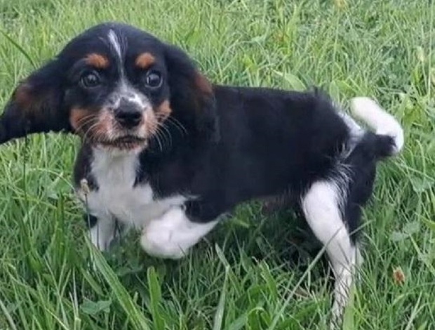 Cavalier King Charles Spaniel Adorable Cavalier King Charles Spaniel puppies for sale  470-673-7509