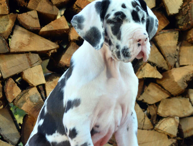 Great Dane AKC Registered Great Dane Puppies