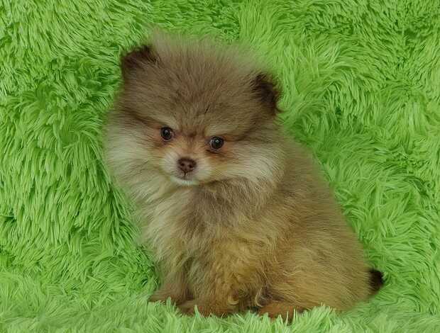 Pomeranian Purebred superstar teddy bear Pomeranian puppies!!