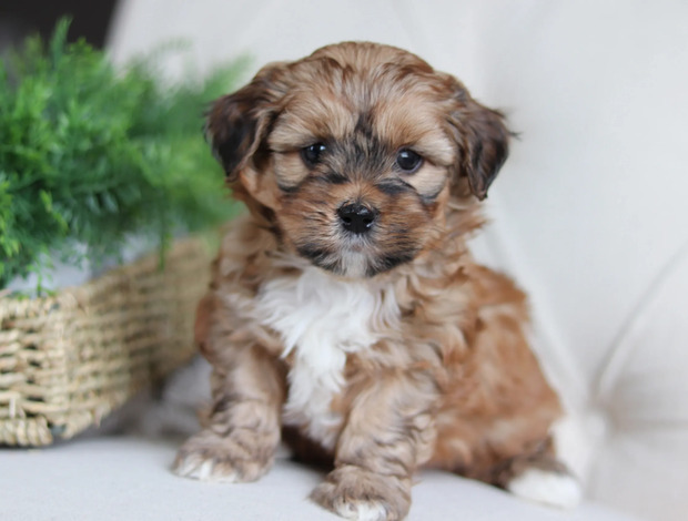 Other Beautiful Shih-Poo Puppies Ready To Go