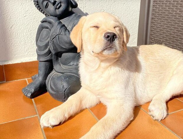 Labrador Retriever Yellow AKC Registered Labrador Puppies