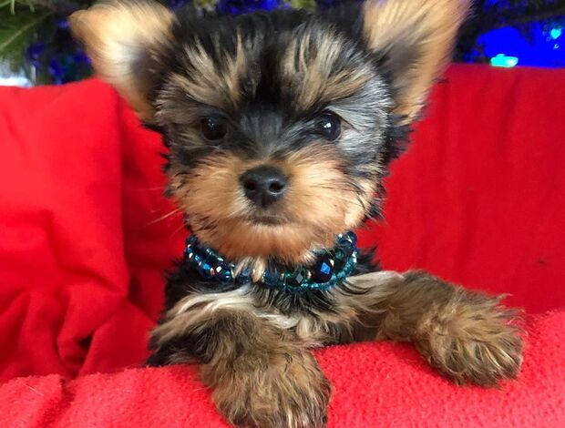 Yorkshire Terrier Animated Yorkie puppies available