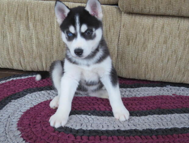 Siberian Husky Astonishing Siberian Husky puppies available