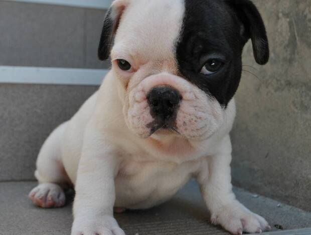 Bulldog Passionate English Bulldog puppies available