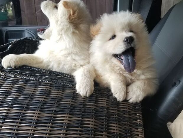 Chow Chow Overjoyed Chow Chow puppies available