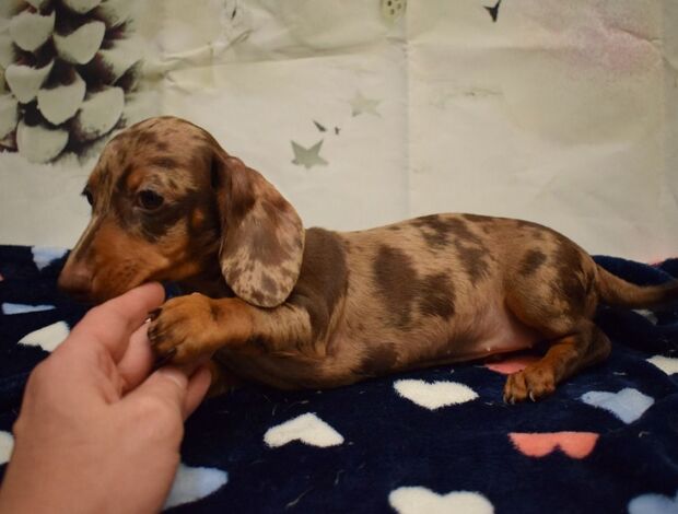 Dachshund Healthy Dachshund Puppies For Sale