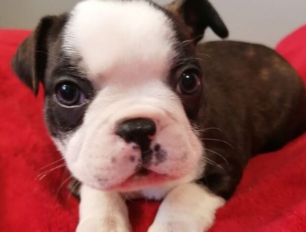 Boston Terrier Amazing Purebred Boston Terrier puppies