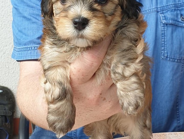 Havanese Havanese pups for sale