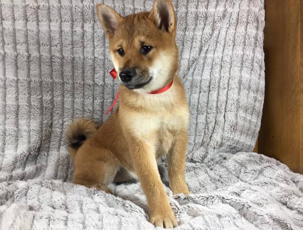Shiba Inu Shiba Inu Puppy for Rehoming