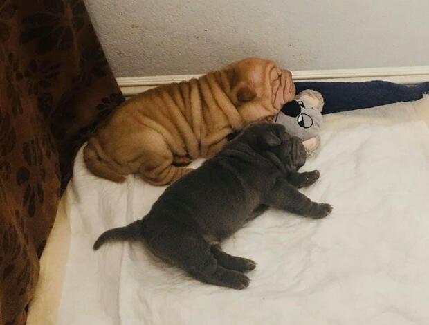 Shar Pei Shar Pei Puppies For Sale