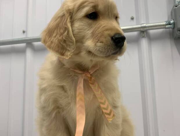 Golden Retriever Gorgeous Golden Retriever Puppies ready for new loving homes.