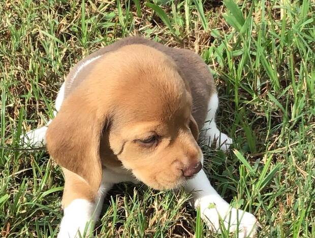 Beagle AKC Registered Beagles