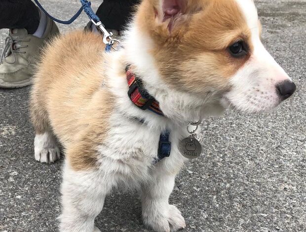 Welsh Corgi, Pembroke Pembroke Welsh Corgi puppies