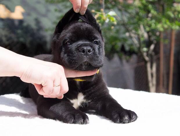 Cane Corso Register Puppies of Cane Corso Male and Female Breed Looking