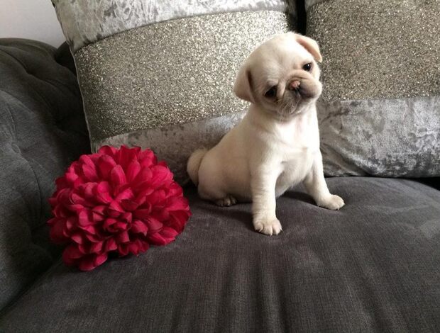 Pug 2 Pug puppies For Adoption