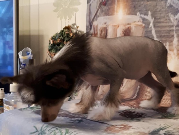 Chinese Crested Dog Chinese Crested pups