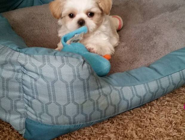 Shih Tzu Effective Shih Tzu puppies available