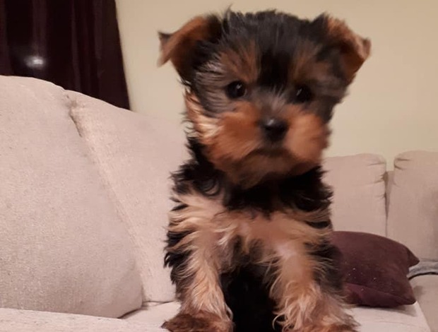Yorkshire Terrier Yorkshire Terrier Puppies
