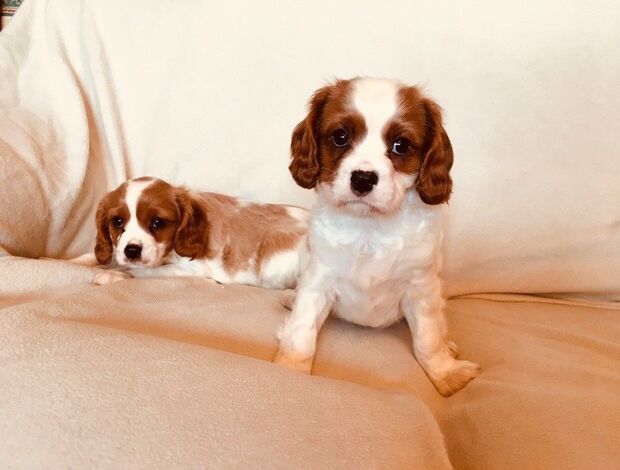 Cavalier King Charles Spaniel Stunning Cavalier King Charles Puppies