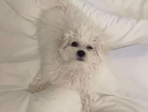 Bichon Frise White Bichon Frise Puppies