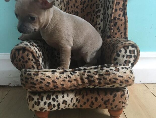 Chihuahua Tcup Tiny Chihuahua Puppies