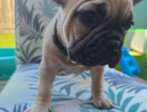 French Bulldog Registered French Bulldog Puppies
